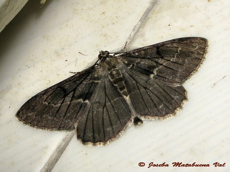 Peribatodes rhomboidaria f. rebeli (Geometridae)